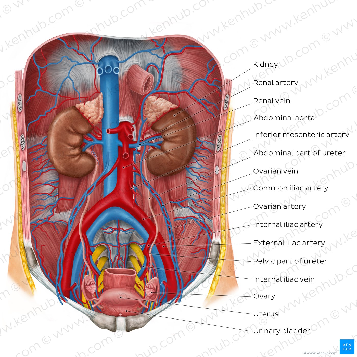 Kidneys and ureters: Diagram