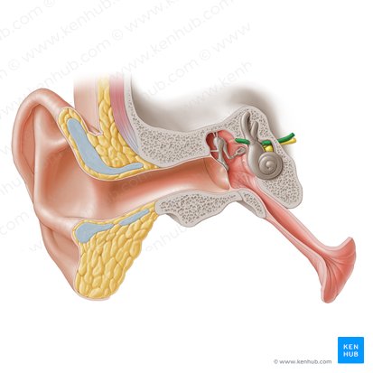 Nervus facialis (Gesichtsnerv); Bild: Paul Kim