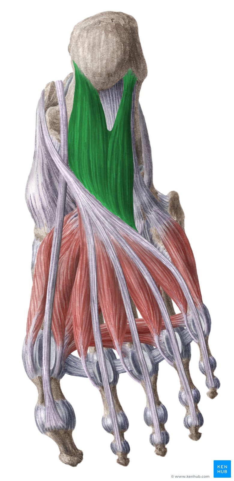 Musculus кист
