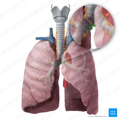 Nœuds lymphatiques trachéobronchiques inférieurs (Nodi lymphoidei tracheobronchiales inferiores); Image : Begoña Rodriguez