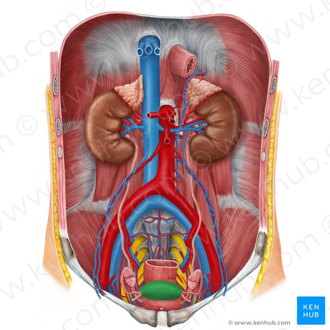 Útero (Uterus); Imagem: Irina Münstermann