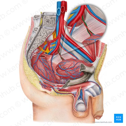 Vena vesicalis inferior sinistra (Linke untere Harnblasenvene); Bild: Irina Münstermann