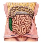 Ascending colon