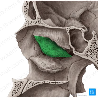 Cornete nasal medio del hueso etmoides (Concha media nasi ossis ethmoidalis); Imagen: Yousun Koh