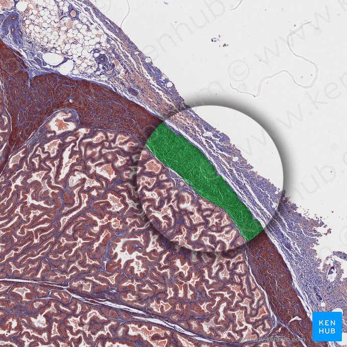 Cápsula prostática (Capsula prostatae); Imagen: 