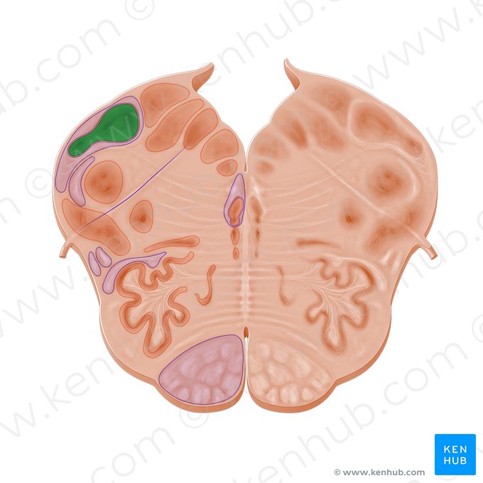 Cuneate nucleus (Nucleus cuneatus); Image: Paul Kim