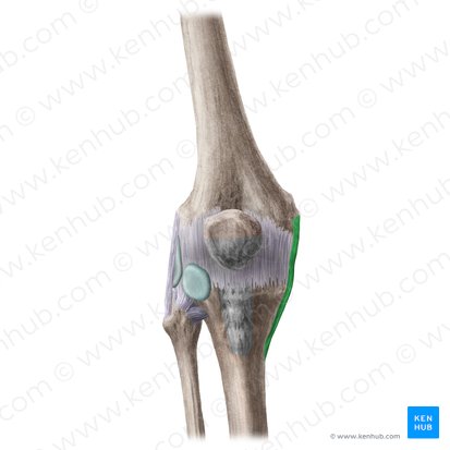 Ligamento colateral tibial de la articulación de la rodilla (Ligamentum collaterale tibiale genus); Imagen: Liene Znotina