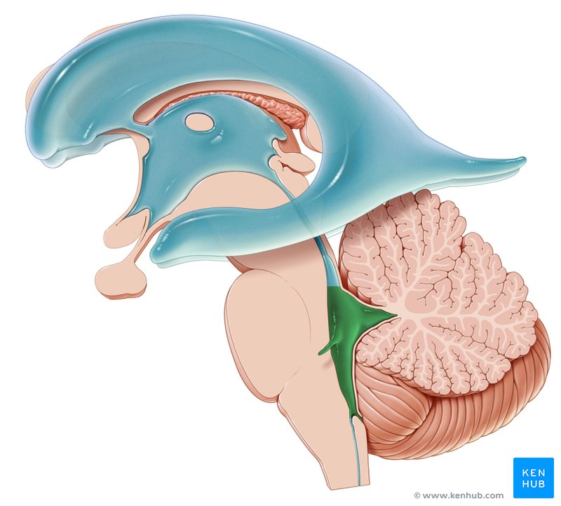 Fourth ventricle - lateral-left view