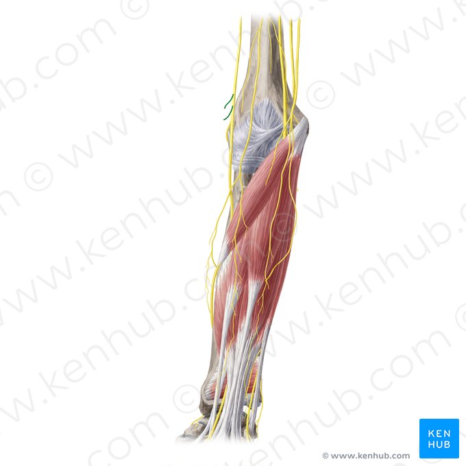 Ramos musculares do nervo radial (Rami musculares nervi radialis); Imagem: Yousun Koh