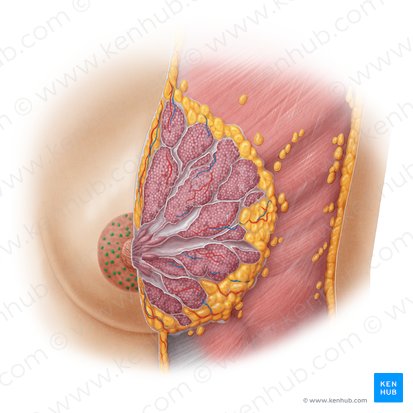 Glándulas areolares (Glandulae areolares); Imagen: Samantha Zimmerman