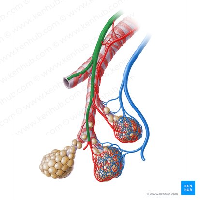 Arteria pulmonar (Arteria pulmonalis); Imagen: Paul Kim