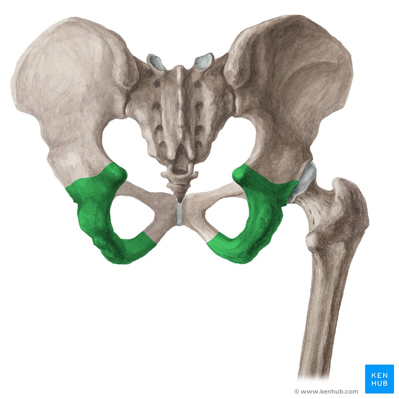 Os ischii (Sitzbein) Anatomie, Gelenke & Klinik Kenhub