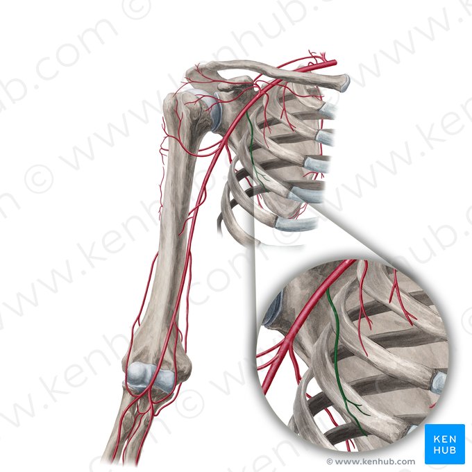 Artéria torácica lateral (Arteria thoracica lateralis); Imagem: Yousun Koh