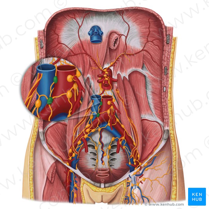 Intermediate lumbar lymph nodes (Nodi lymphoidei lumbales intermedii); Image: Irina Münstermann