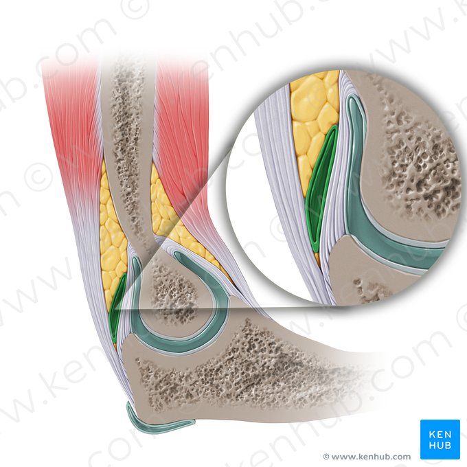 Bursa semitendínea do músculo tríceps braquial (Bursa subtendinea musculi tricipitis brachii); Imagem: Paul Kim
