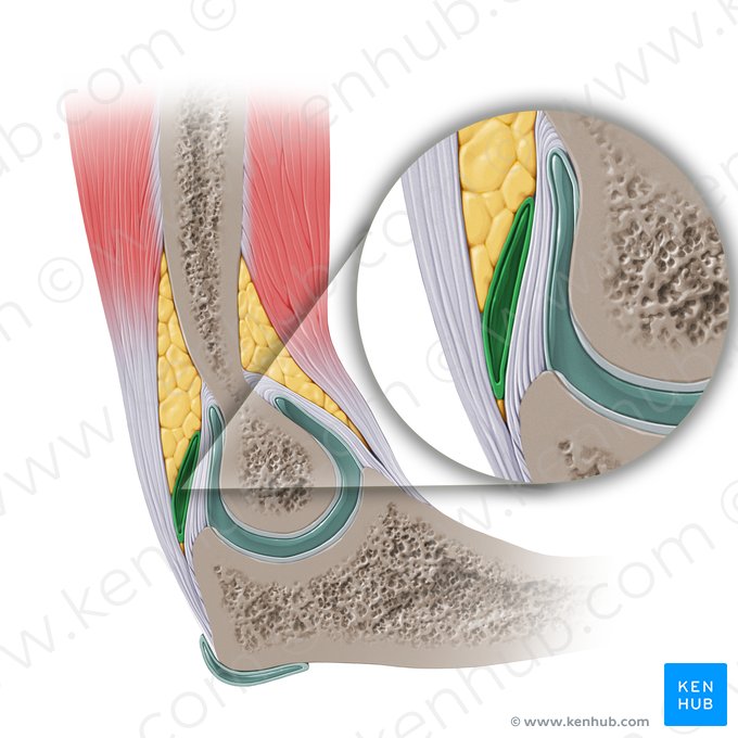 Bursa subtendinea musculi tricipitis brachii (Sehnenschleimbeutel des dreiköpfigen Oberarmmuskels); Bild: Paul Kim