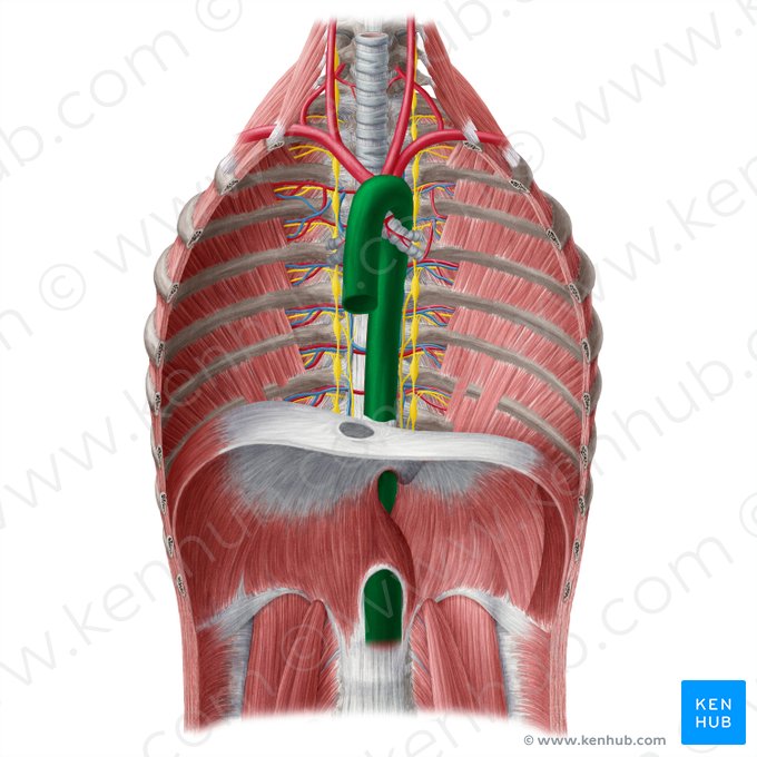 Aorta; Imagem: Yousun Koh
