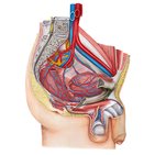 Blood supply of the male pelvis