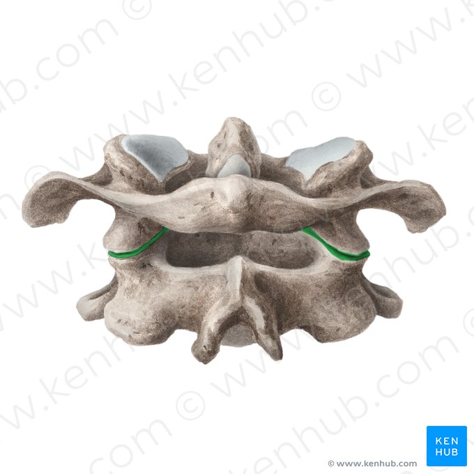 Articulação atlantoaxial lateral (Articulatio atlantoaxialis lateralis); Imagem: Liene Znotina