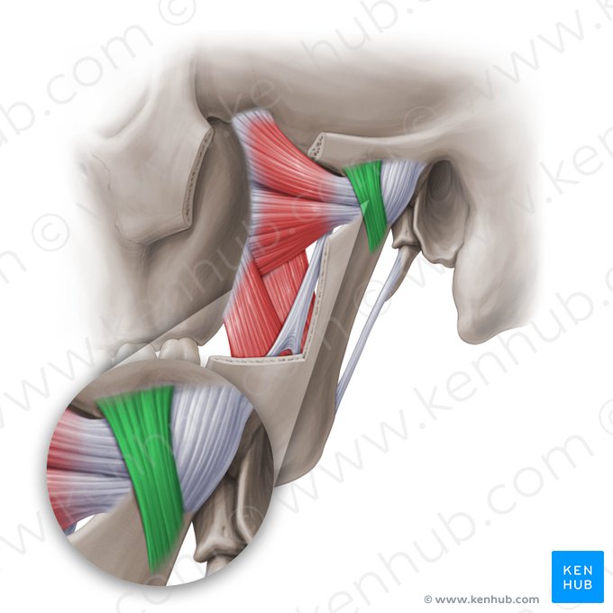 Ligamento lateral de la articulación temporomandibular (Ligamentum temporomandibulare laterale); Imagen: Paul Kim