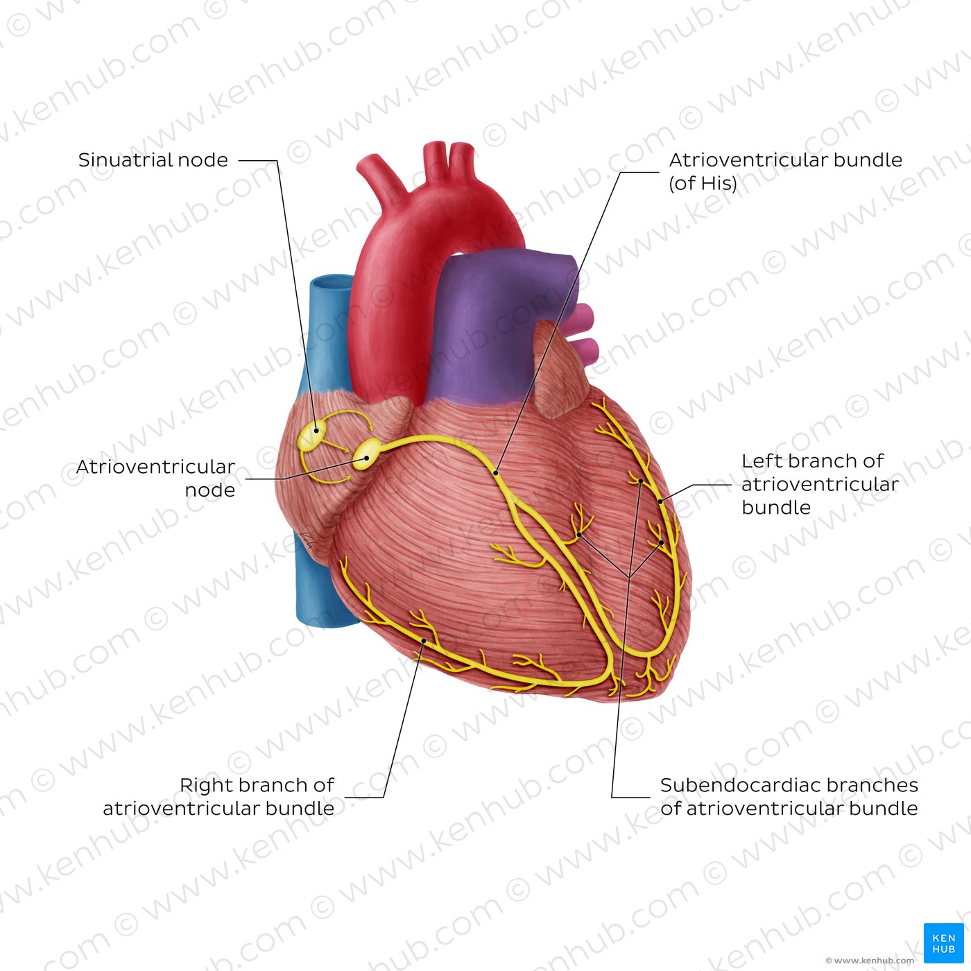 Conduction system of the heart