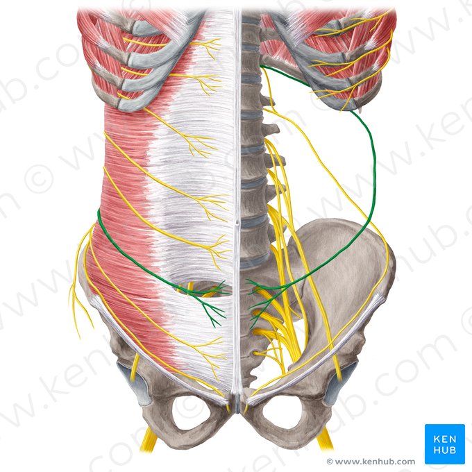 Subcostal nerve (Nervus subcostalis); Image: Yousun Koh