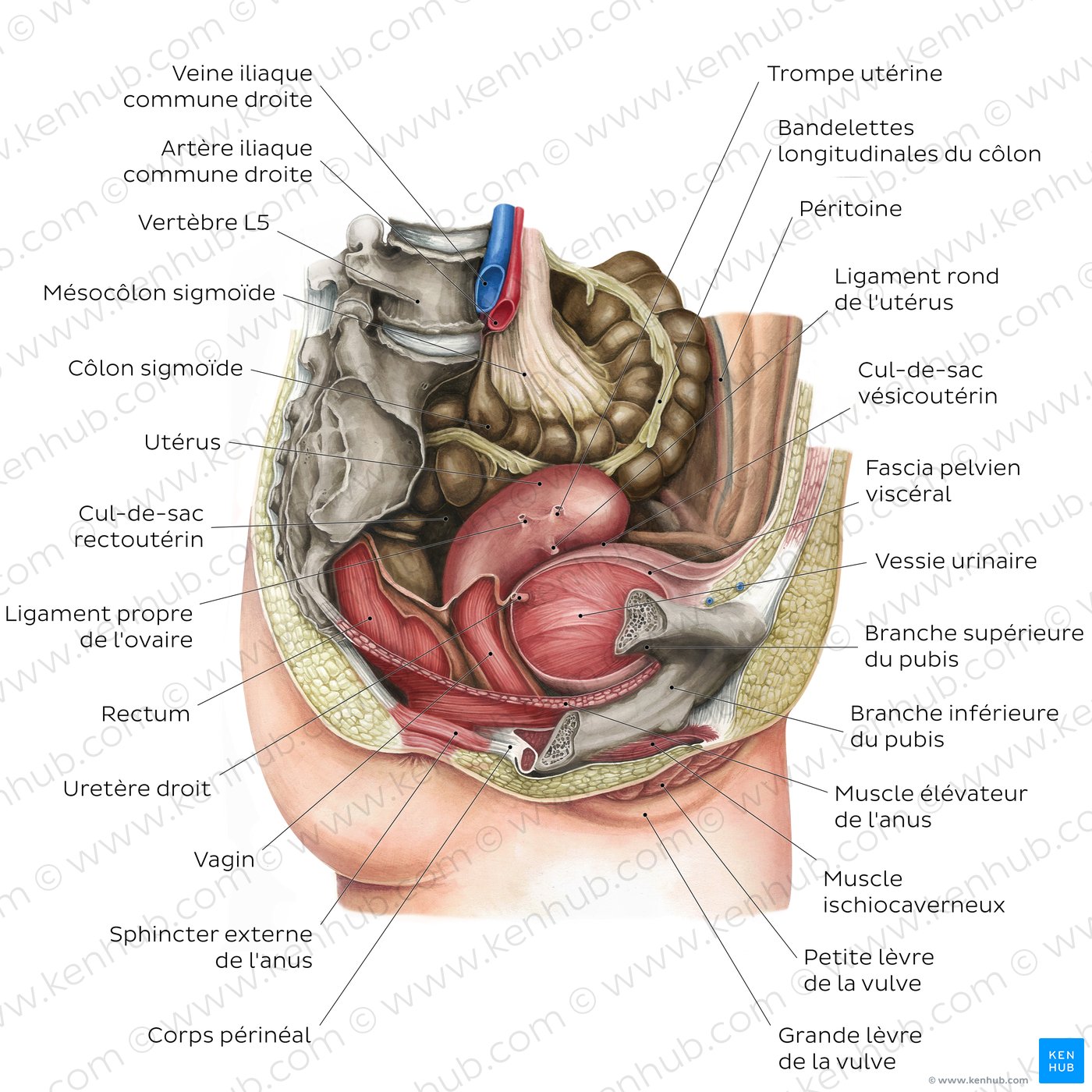Pelvis de la femme, viscères et périnée : schéma