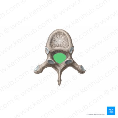 Vertebral foramen (Foramen vertebrale); Image: Begoña Rodriguez