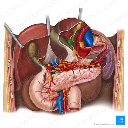 Cystic lymph node (Nodus lymphoideus cysticus); Image: Esther Gollan