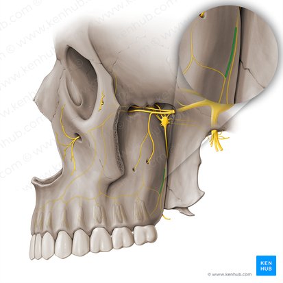 Greater palatine nerve (Nervus palatinus major); Image: Paul Kim