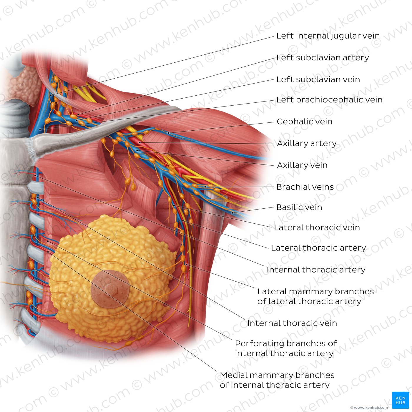 Identify the labelled parts in the given cross section of female breast.