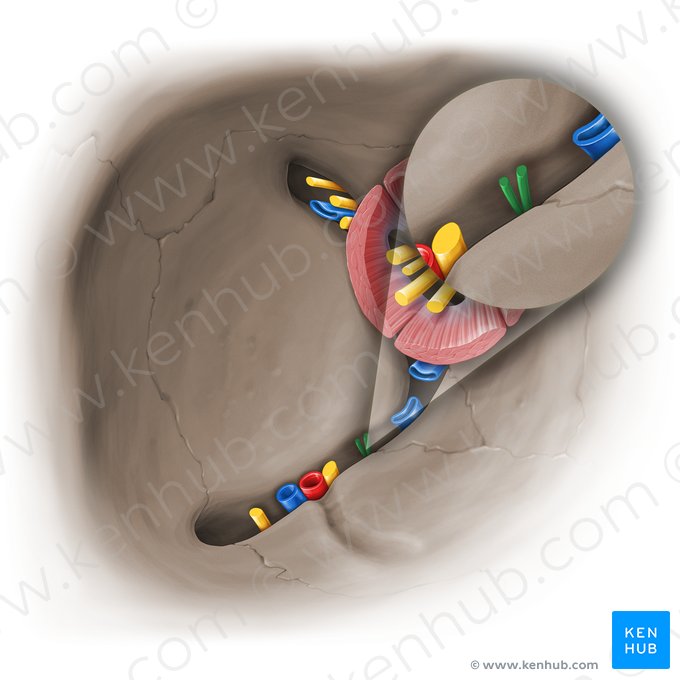 Orbital branches of pterygopalatine ganglion (Rami orbitales gangli pterygopalatini); Image: Paul Kim