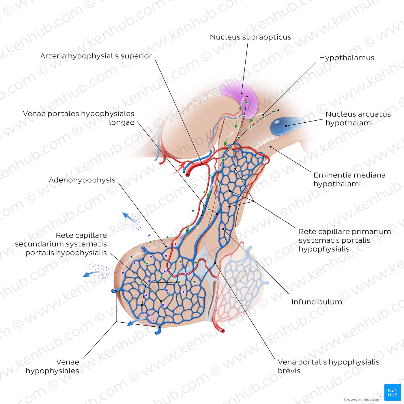 Adenohypophyse
