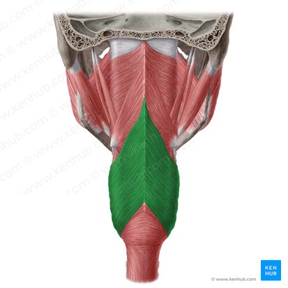 Thyropharyngeal part of inferior pharyngeal constrictor muscle (Pars thyropharyngea musculi constrictoris pharyngis inferioris); Image: Yousun Koh