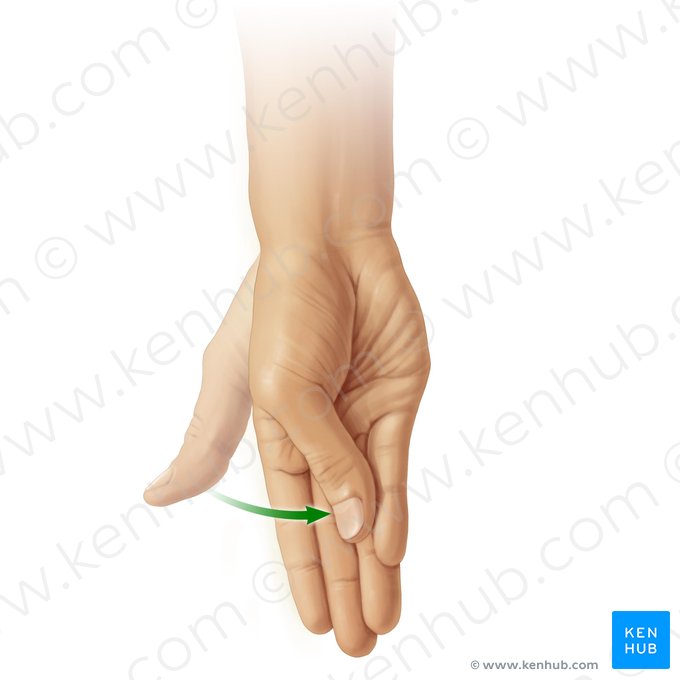 Opposition of thumb (Oppositio pollicis); Image: Paul Kim