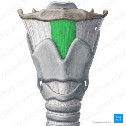 Median thyrohyoid ligament (Ligamentum thyrohyoideum medianum); Image: Yousun Koh