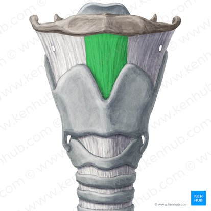 Ligamentum thyrohyoideum medianum (Mittleres Schildknorpel-Zungenbein-Band); Bild: Yousun Koh