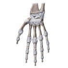 Ligaments of the wrist and hand