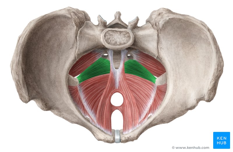 Coccygeus muscle (musculus coccygeus)