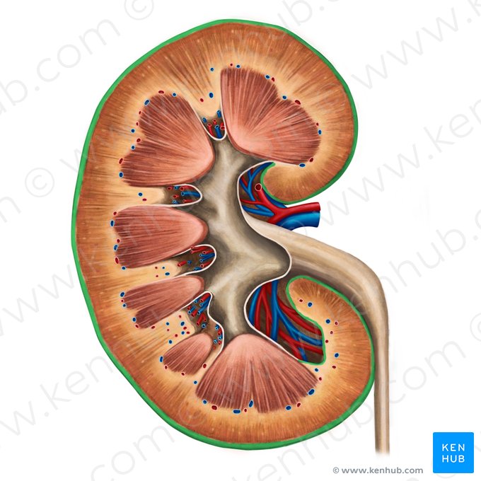 Cápsula renal (Capsula fibrosa renis); Imagen: Irina Münstermann