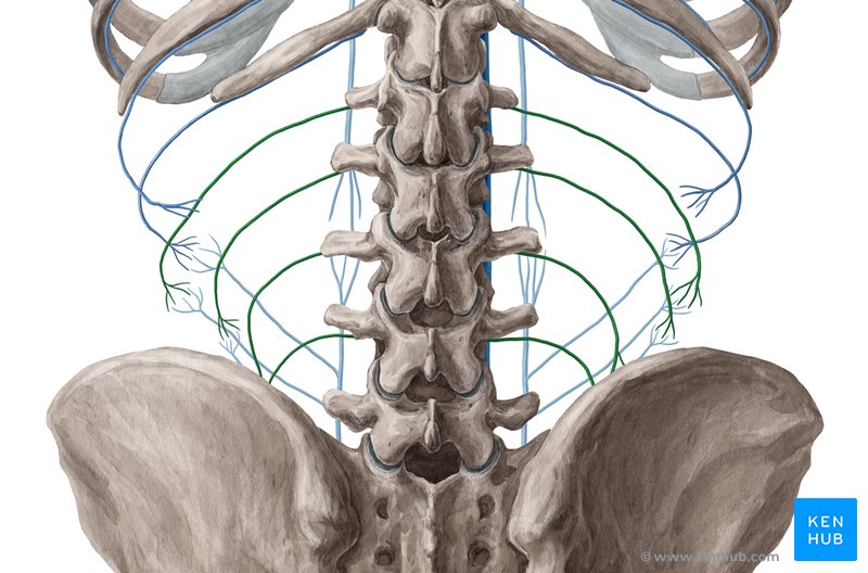 Lumbar veins (Venae lumbales)