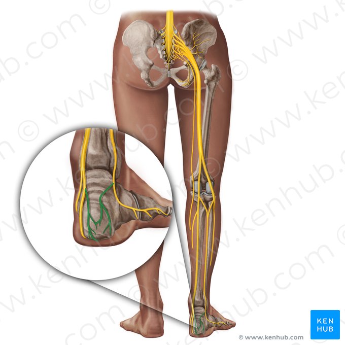 Calcaneal nerves (Nervi calcanei); Image: Irina Münstermann