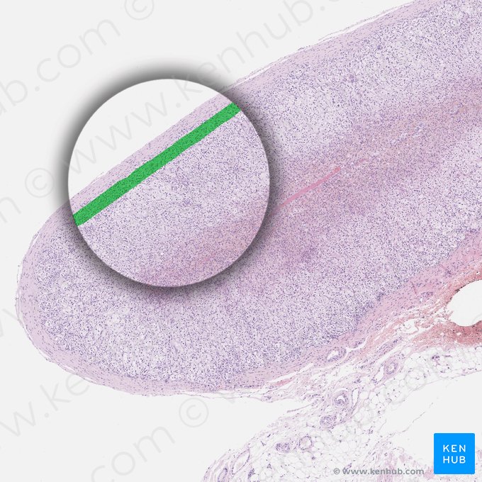 Zona glomerulosa; Imagem: 