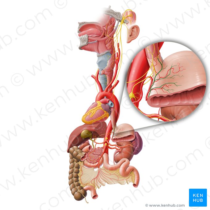 Anterior gastric branches of anterior vagal trunk (Rami gastrici anteriores trunci vagalis anterioris); Image: Paul Kim