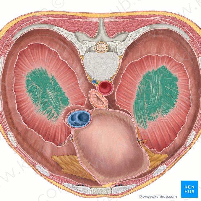 Central tendon of diaphragm (Centrum tendineum diaphragmatis); Image: Brendon Farley
