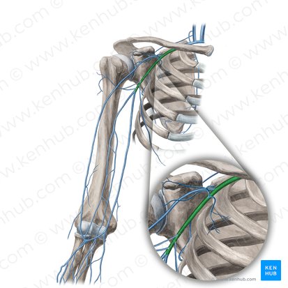 Axillary vein (Vena axillaris); Image: Yousun Koh