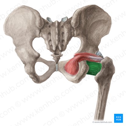 Músculo quadrado femoral (Musculus quadratus femoris); Imagem: Liene Znotina