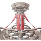 Infrahyoid muscles