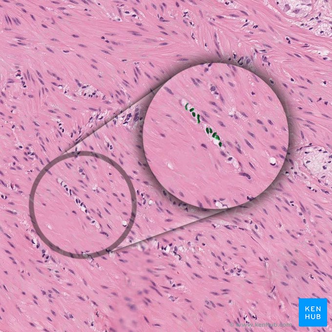 Núcleo del fibroblasto (Nucleus fibroblasti); Imagen: 