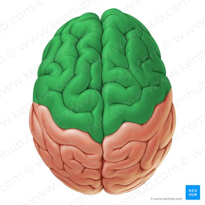 Frontal lobe (Lobus frontalis); Image: Paul Kim